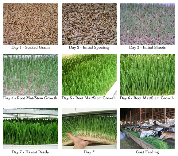 Hydroponic fodder machine