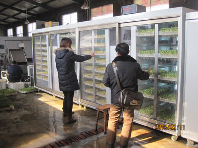 Bean Sprouting Machine